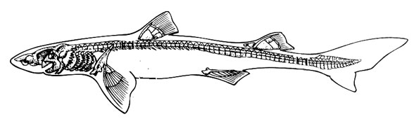 Squalus skeleton