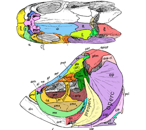 Tarpon skull