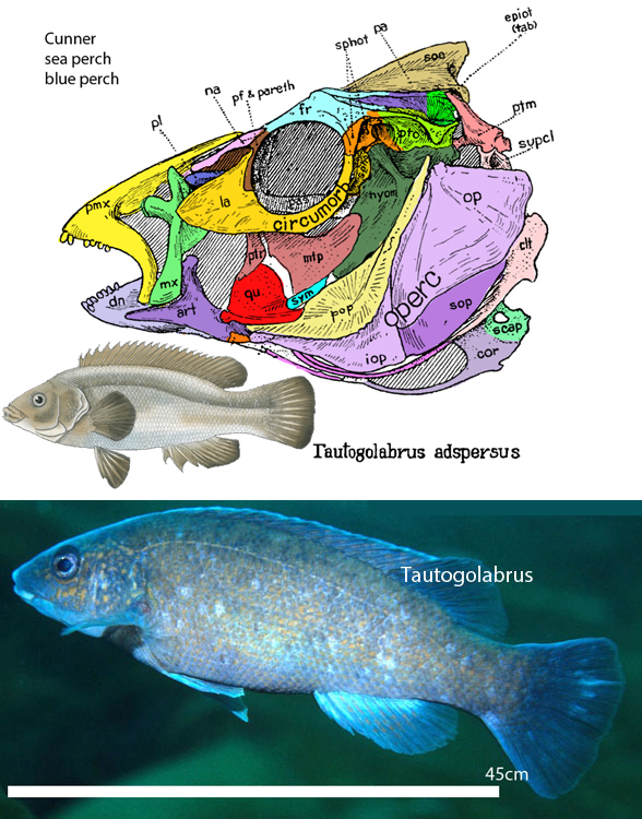 Tautogolabrus