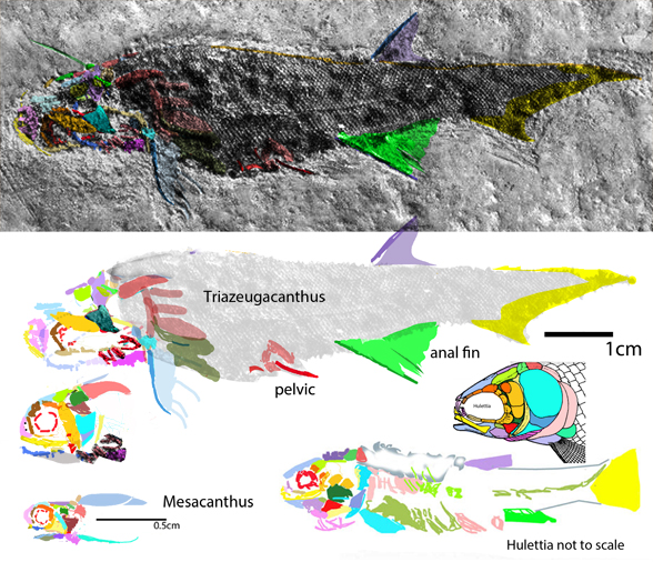 Triazeugacanthus compared to Prohalecites and Hulettia