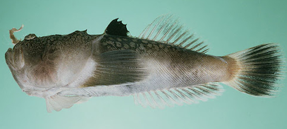 Uranoscopus bicinctus