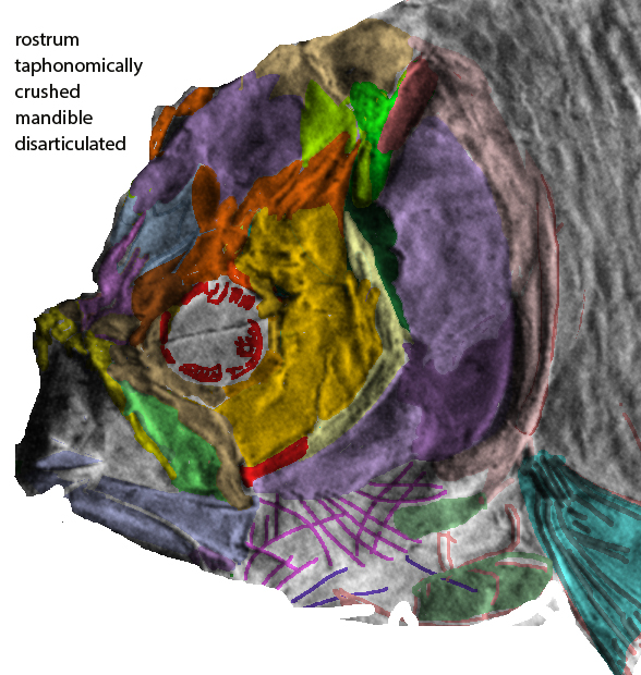 Wadeichthys face