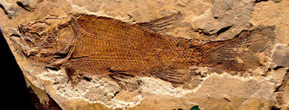 Wadeicthys overall