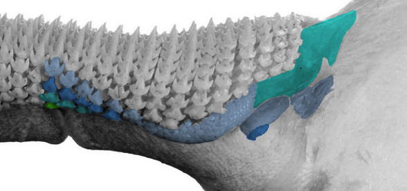 Stegostoma dentary