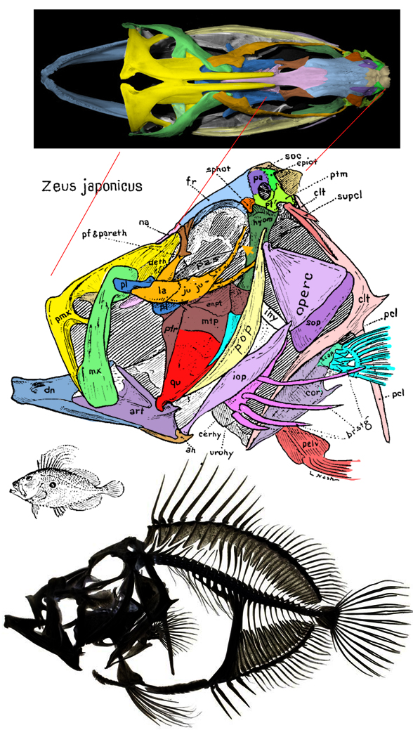 Zeus japonicus skull